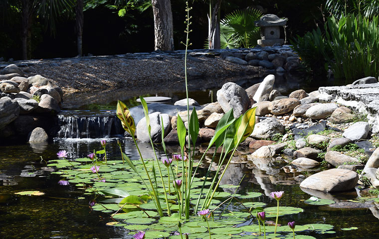 Botanical Gardens lily pads