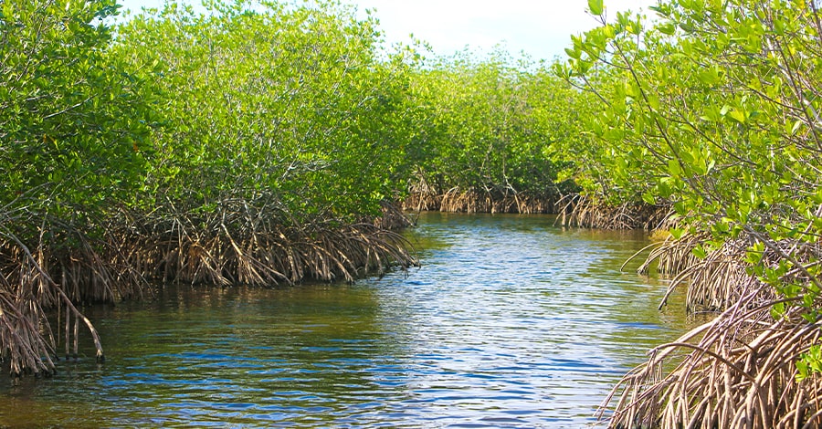 Fort Pierce Mangroves