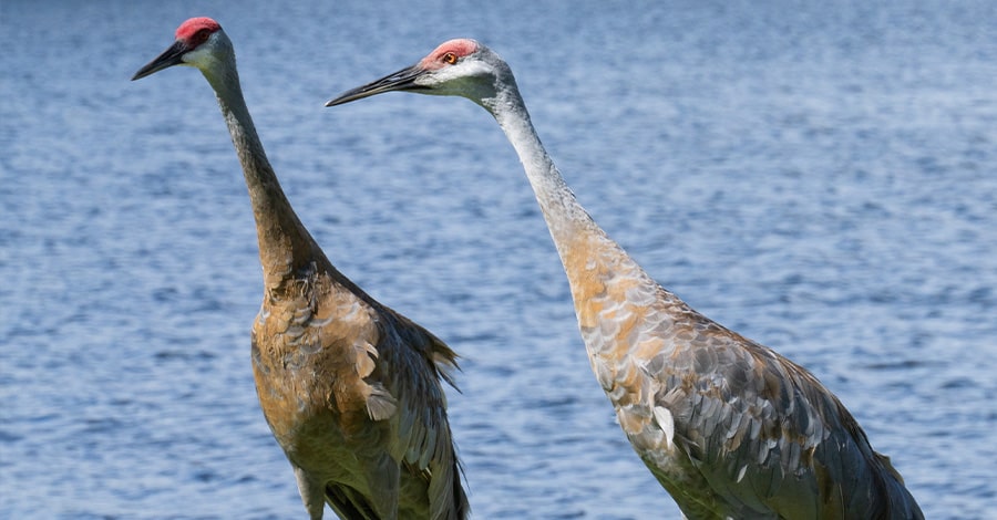 Port St Lucie Wildlife - Sandhill Cranes