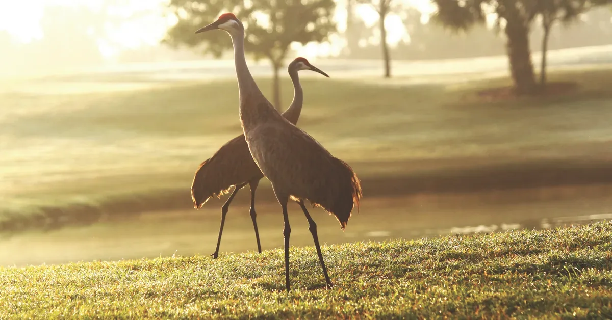 Glynlea Golf Sandhill Crane